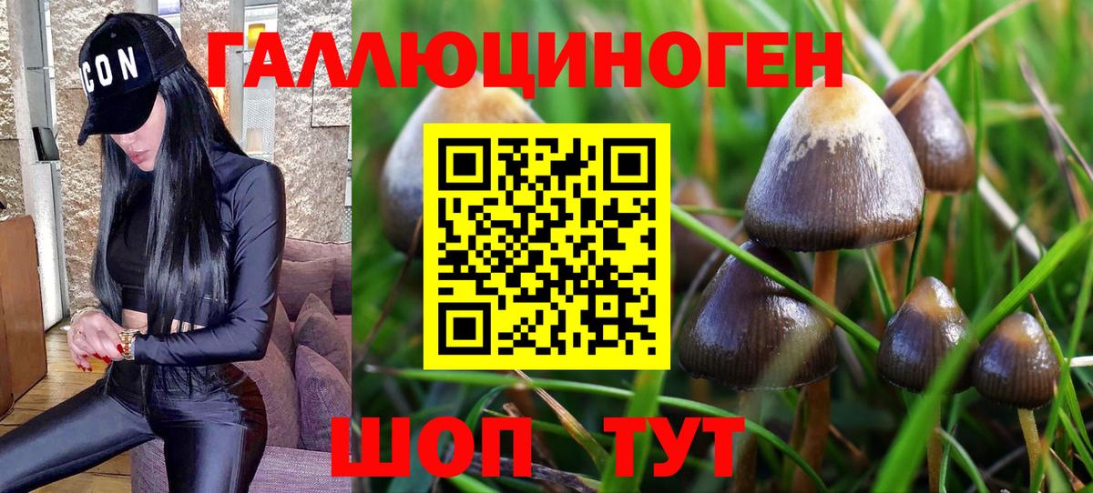 Псилоцибиновые грибы Psilocybe  Вход с VPN  цена наркотик  Петрозаводск 